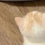 吃完面包再睡觉