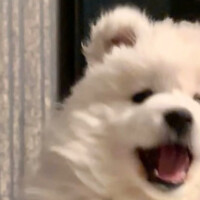 闲榆_
